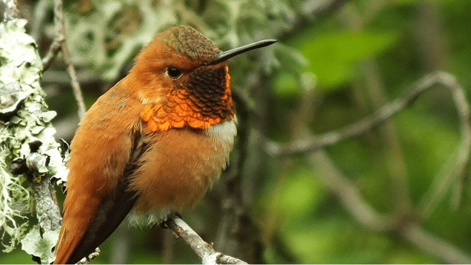 Closeup photo of a male rufous hummingbird sitting on a branch