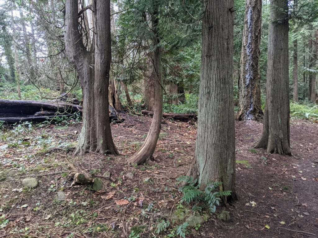 The 'after photo: The forest after the ivy was removed.