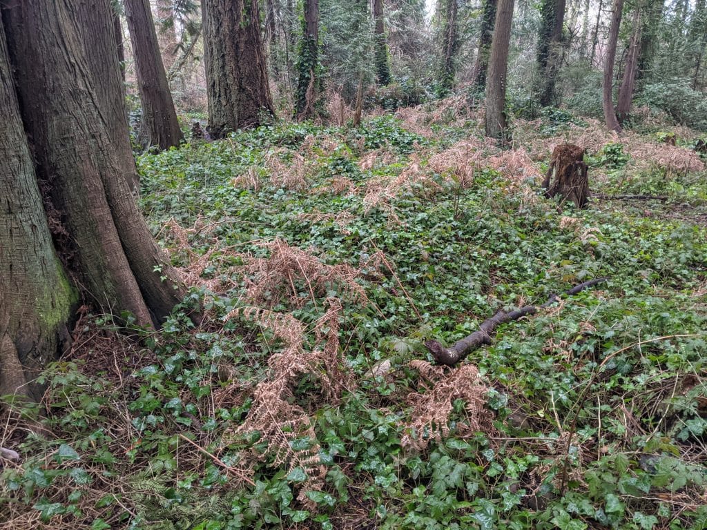 Photo of a forest in which the ground is covered by ivy. The 'before' image. 