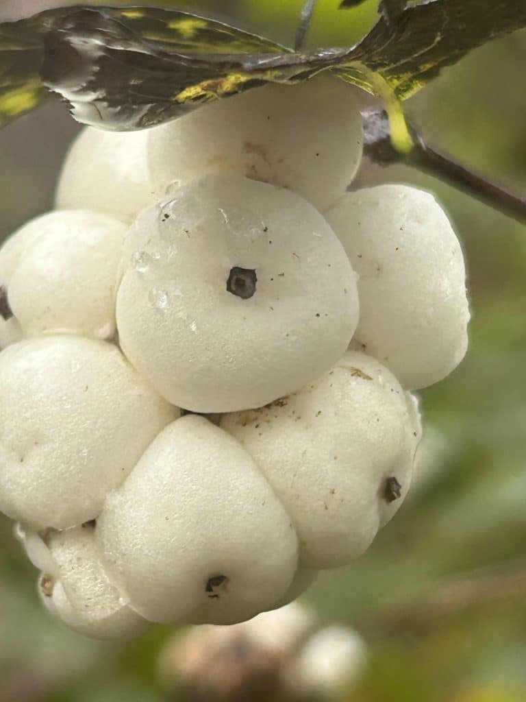 Closeup image of white snowberries against a green backdrop of the forest.