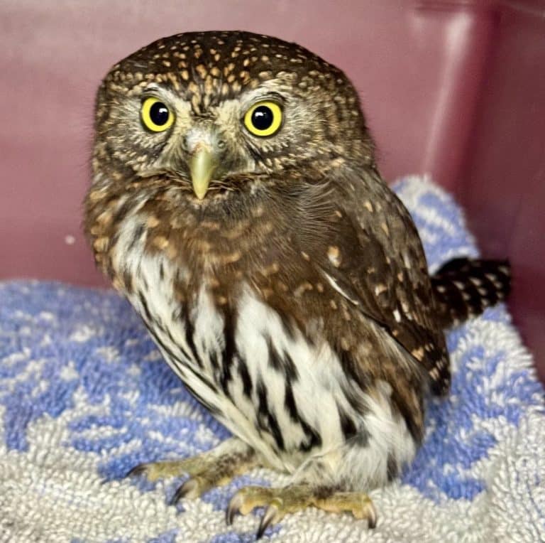 Wild Creature Injured? Big to the Rescue