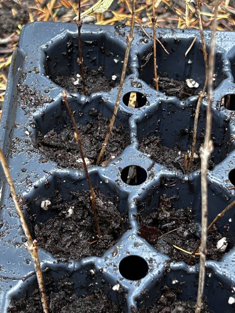 Sticks from the snowberry plant in small dirt pots, sitting on the ground awaiting spring.