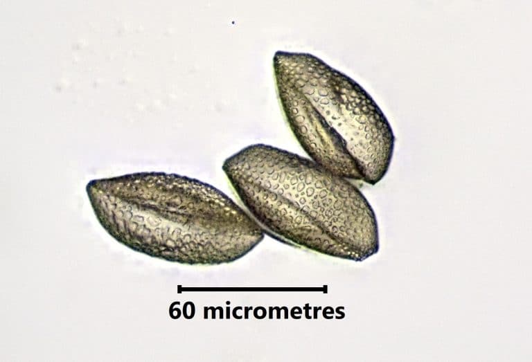 Chocolate Lilies of North Saanich: Beauty on the Smallest Scale