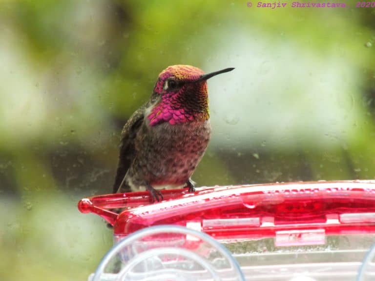The Friendly Neighbourhood Anna’s Hummingbirds