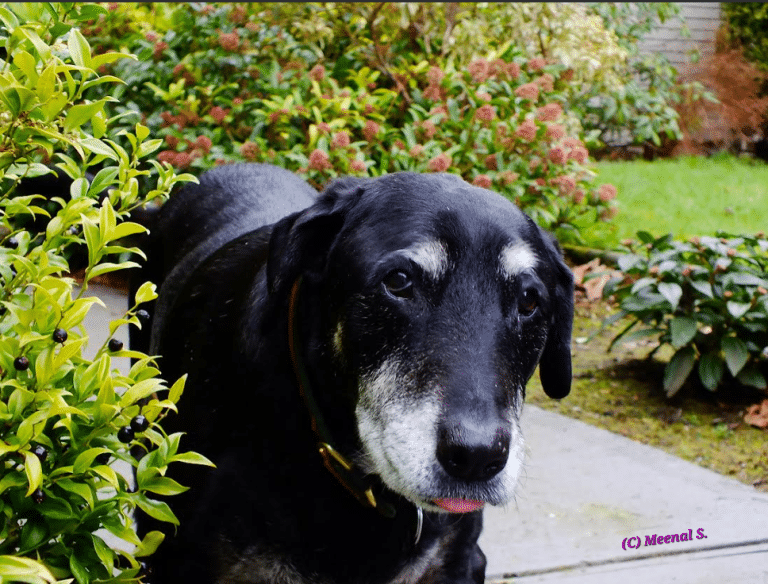 Don’t Get Ticked Off: Avoiding and Removing Unwanted Guests with Ease 