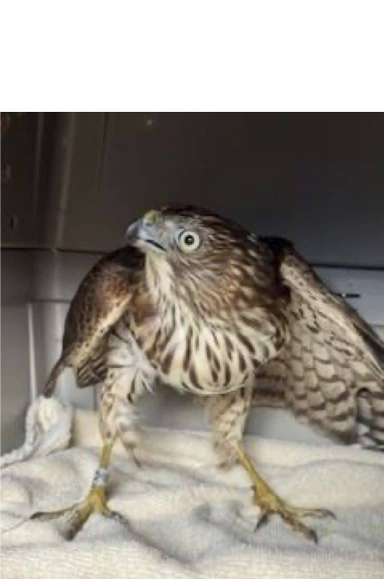 Spring 2026 Update: Big to the Rescue 
