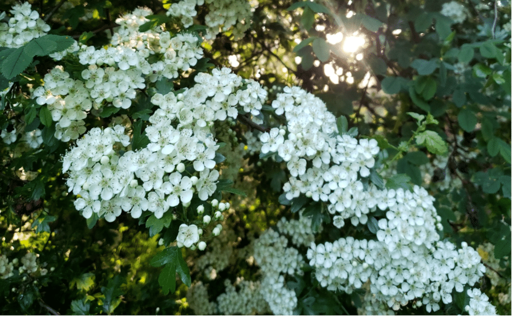 Photo of white hawthorne blooms against green leaves, with the sun shining through the leaves.