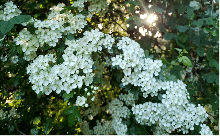 Seventy-Two Seasons: A Memoir About Noticing by M.A.C. Farrant 