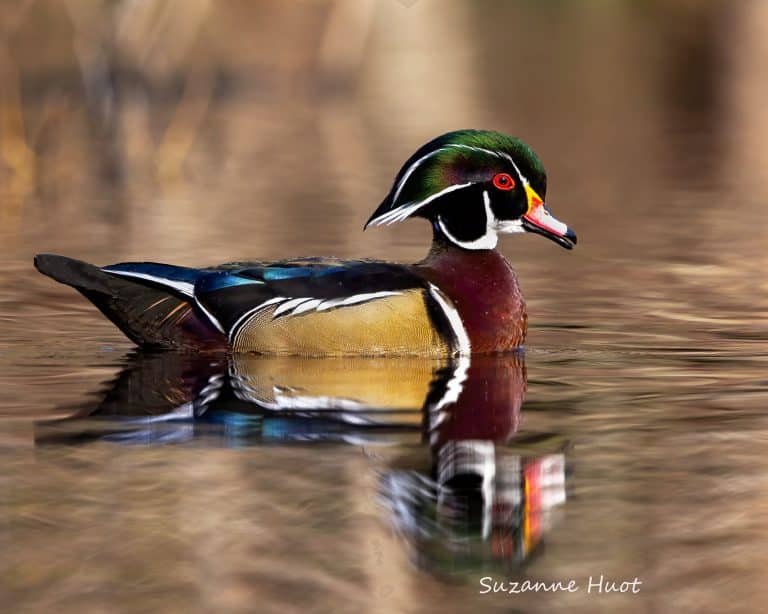 Overwintering Ducks in the Peninsula: A Photo Essay
