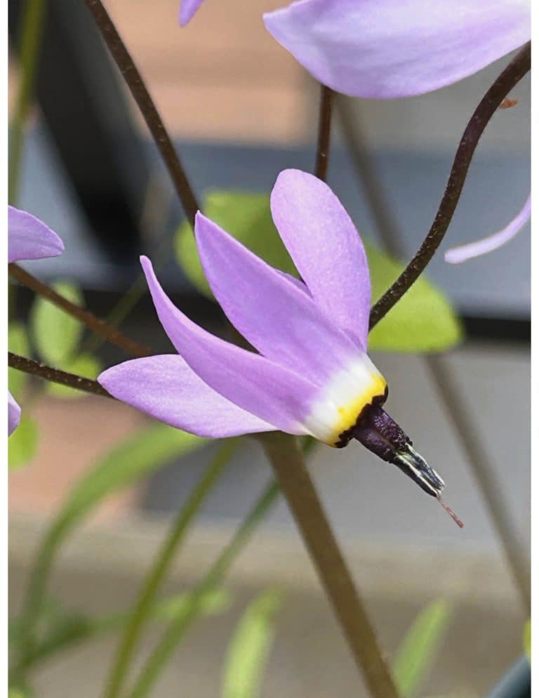 Garry Oak Meadows: One of Canada’s Rarest Ecosystems, in Full Bloom, Here in North Saanich