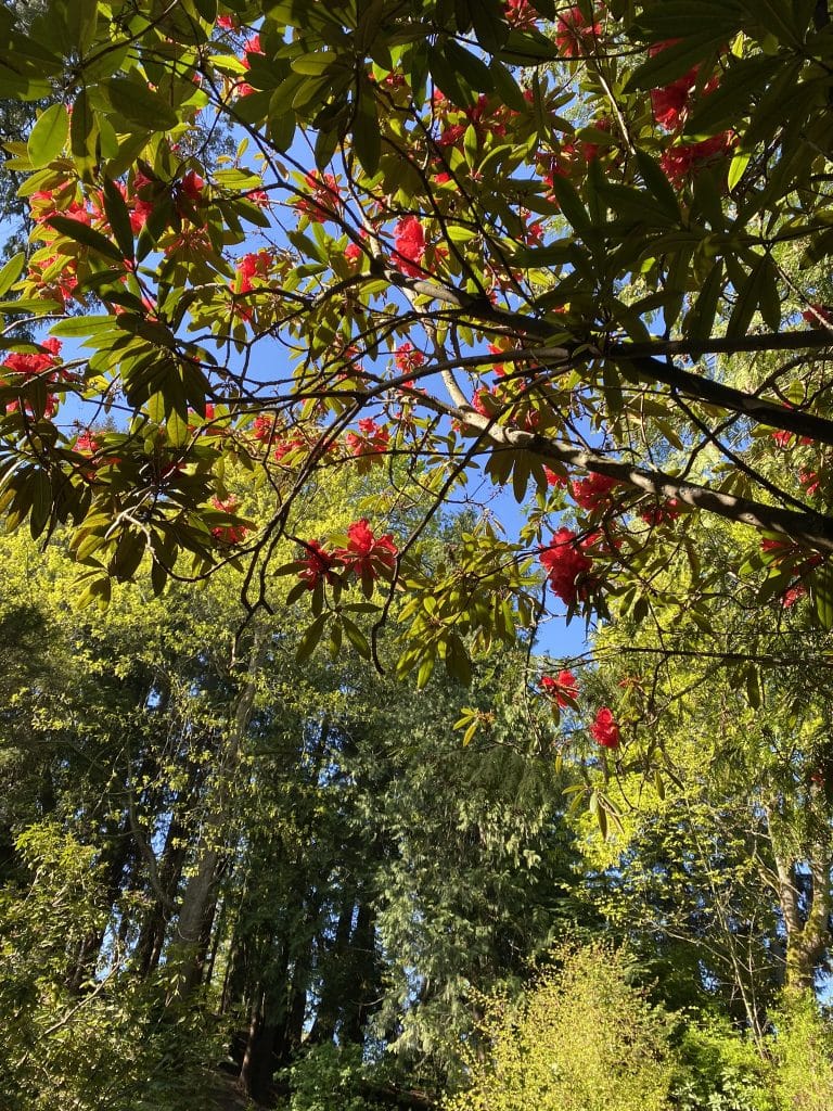 Photo looking up into a tree, with brilliant pink blossoms