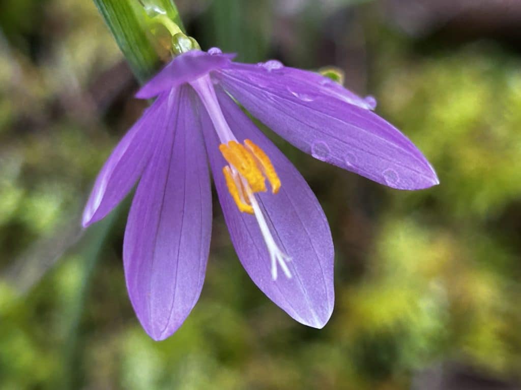 Photo of a purple satinflower up close.