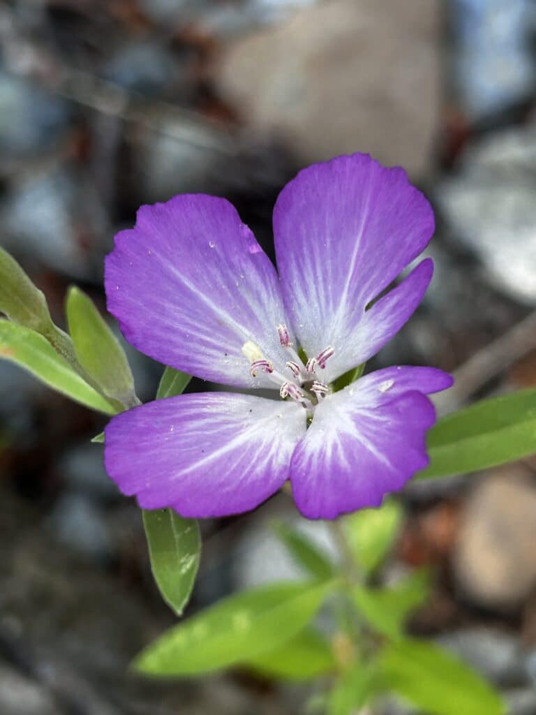 The YYJ Pollinator Garden: Native Plants, Pollinators, and Partnerships